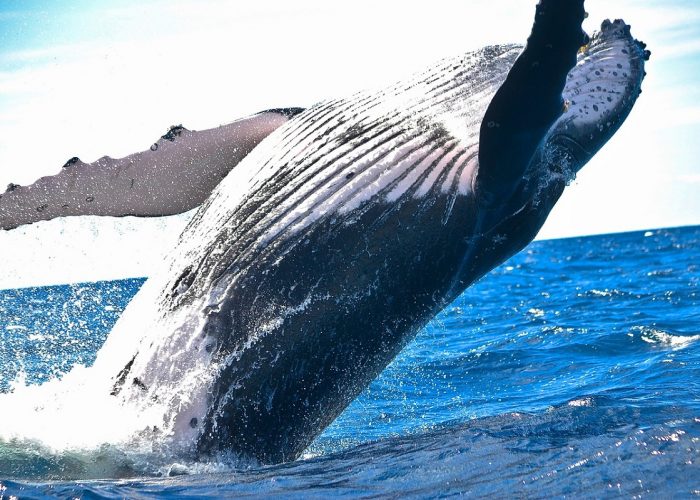 Una aplicación para entender el lenguaje de las ballenas